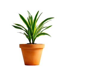 Dracaena marginata plant in terracotta pot on black background,On Transparent Background, Isolated on white