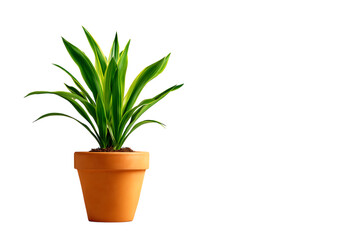 Dracaena marginata plant in terracotta pot on black background,On Transparent Background, Isolated on white
