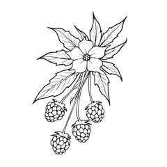 Line illustration of a raspberry branch with a flower