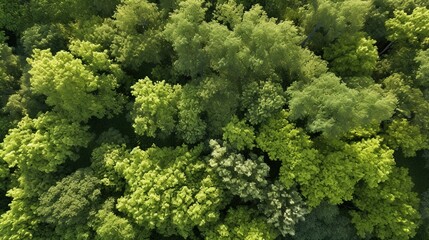 Naklejka premium Aerial view of lush green forest, dense and vibrant foliage
