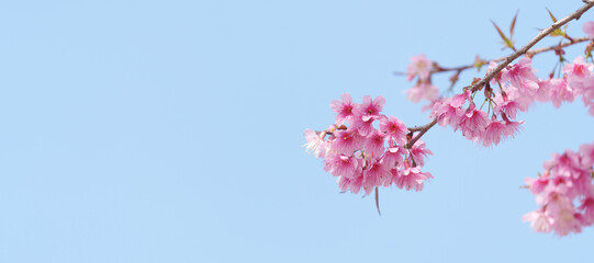 Soft focus Cherry blossoms, Pink flowers background.