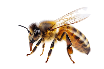 Close-up of a detailed honey bee walking in high-resolution PNG cutout on transparent background, ideal for pollination graphics, insect illustration and nature-themed design assets