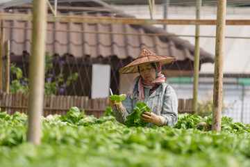 Organic vegetable farmers harvesting their produce for sale on the global market.