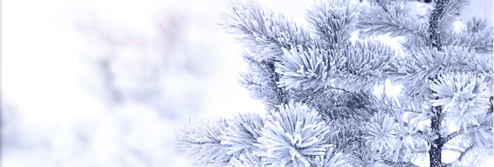 Horizontal Christmas background with pine branch, covered with frost. Holiday wintery banner with...