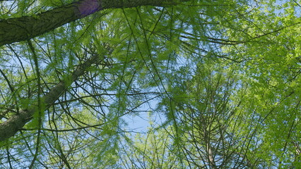 Lush Green Trees Standing Tall Under a Bright and Clear Blue Sky Above, Embracing Nature