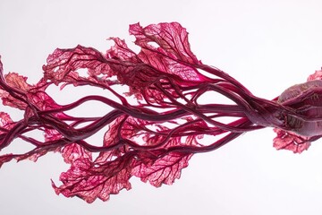 Twisted beet root resembling abstract art, isolated