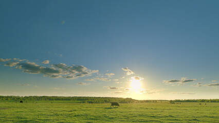 A Serene and Beautiful Sunset Over a Lush Green Pasture with Grazing Cattle Nearby