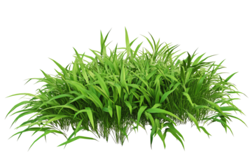 Isometric 3D rendered grass bush plant cutout PNG on white background in ultra‐high‐resolution for seamless graphic design assets