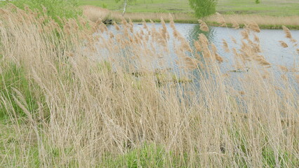 A Serene Wetland Area Featuring Graceful Reeds Adjacent to a Calm and Peaceful Pond