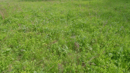 A beautiful, lush green meadow filled with a diverse range of foliage and vibrant plant life