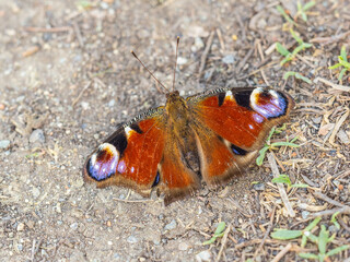 Peacock butterfly on the ground among the grass