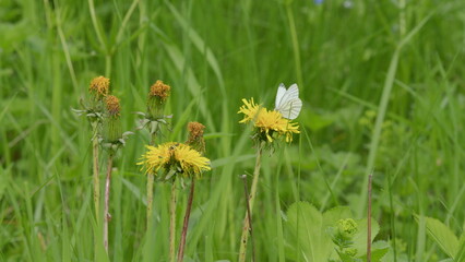 A beautiful butterfly perched on a vibrant array of wildflowers in a lush green meadow