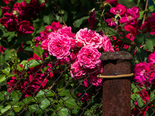 Lush Pink Roses Climbing on a Rustic Fence