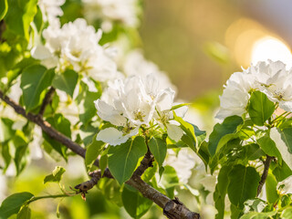 White blossoming apple trees in the sunset light. Spring season, spring colors.