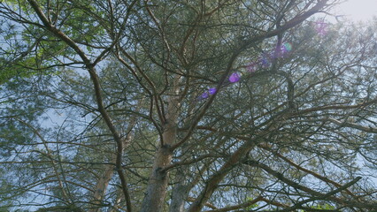 A Majestic Tree Canopy, Beautifully Bathed in Warm Sunlight, Enhancing the Landscape