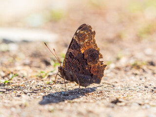 Peacock butterfly on the ground among the grass