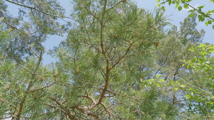 A Lush Green Tree Canopy Spreading Out Beneath a Clear and Beautiful Sky up Above it