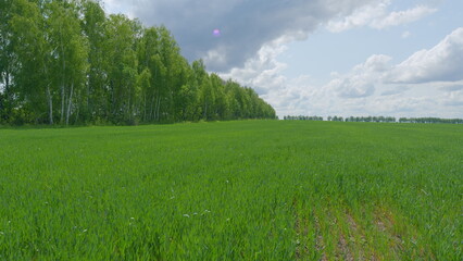 Expansive, Lush Green Fields Stretching Out Beautifully Under a Dramatic and Captivating Sky