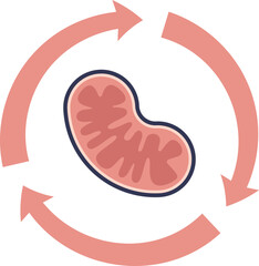A mitochondrion with circular arrows, representing mitochondrial turnover, biogenesis, and mitophagy. This icon symbolizes cellular energy, renewal, and mitochondrial health.