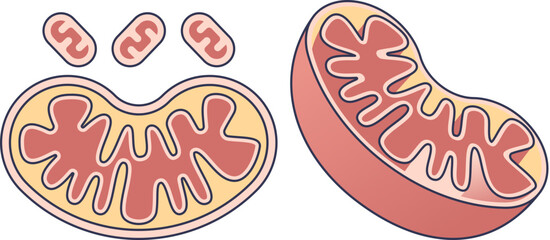 Vector illustration of mitochondrion structure. Shows cross-section and 3D views with inner membrane (cristae) and matrix. Represents the powerhouse of the cell and cellular energy.