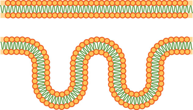 Diagram of the inner mitochondrial membrane's phospholipid bilayer. Its characteristic folds, called cristae, increase the surface area for cellular respiration and ATP synthesis.
