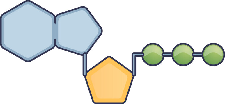 A simplified diagram of an ATP molecule, showing the adenine base, ribose sugar, and three phosphate groups. Represents cellular energy currency for metabolic processes.