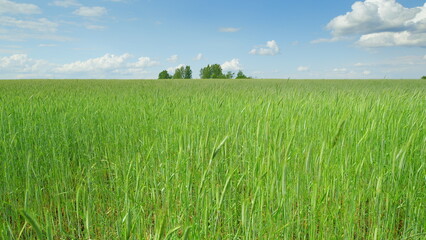 Fototapeta premium An Expansive Green Field Extending Under a Bright Blue Sky Adorned with Fluffy White Clouds