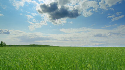 Obraz premium A Vast Green Expansive Field Under a Beautiful Blue Sky with Fluffy White Clouds