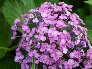 雨に濡れた赤紫色の紫陽花
