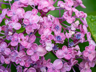 雨に濡れた赤紫色の紫陽花