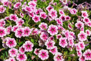 Close-up Red Petunia hybrida Vilm flower are blooming in the garden