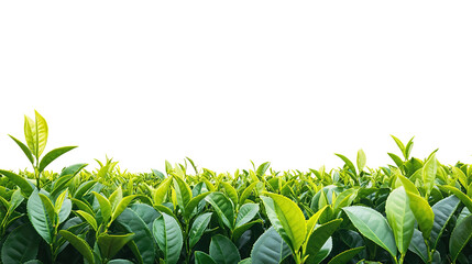 Lush green tea leaves in a vast tea garden on transparent background. PNG