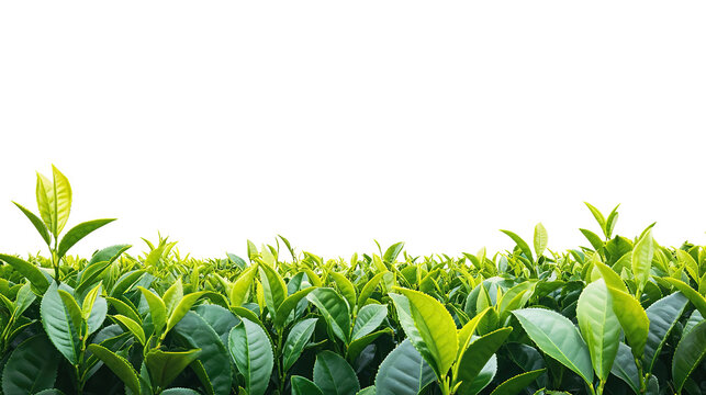 Lush green tea leaves in a vast tea garden on transparent background. PNG