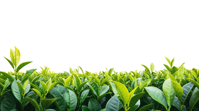 Lush green tea leaves in a vast tea garden on transparent background. PNG
