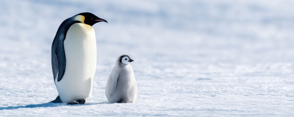 Obraz premium Emperor Penguin with chicks