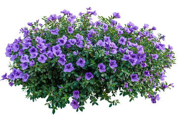 High-resolution vibrant purple flower shrubbery PNG cutout on transparent background for botanical design, floral wreaths, digital scrapbooking, web graphics, and seamless embroidery mockups