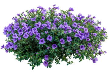 High-resolution vibrant purple flower shrubbery PNG cutout on transparent background for botanical design, floral wreaths, digital scrapbooking, web graphics, and seamless embroidery mockups