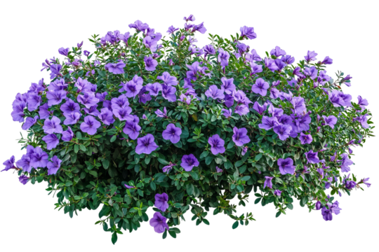 High-resolution vibrant purple flower shrubbery PNG cutout on transparent background for botanical design, floral wreaths, digital scrapbooking, web graphics, and seamless embroidery mockups