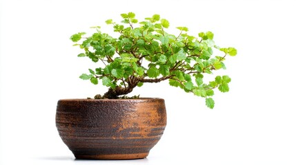 Miniature Bonsai Tree in Brown Pot Against White Background
