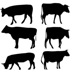 black cow vector image, and icons  and illustration image