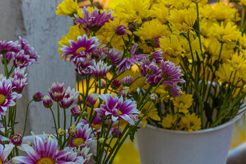 Beautiful Mix of Colorful Mums for Decoration