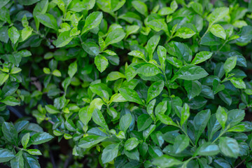 Lush Green Leaves - Natural Plant Background