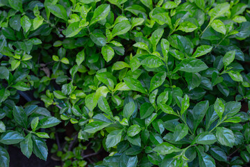 Lush Green Leaves - Natural Plant Background