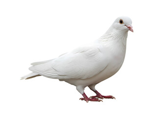 Obraz premium White Dove with Speckles isolated on transparent baackground