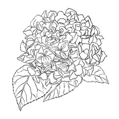 Hydrangea Vector Flower with Leaves on White Background. Line Drawing