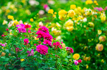 Multicolored roses in the city during rain on blurred picturesque background with bokeh effect.