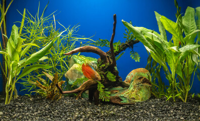 Aquarium with snag, green stone, water plants. Labyrinth fish Lalius of the macropod family.