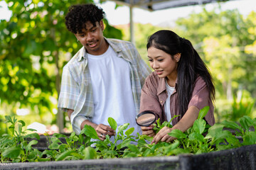 Agricultural research. Mixed race man and Asian woman inspecting lettuce growth in agriculture study. Diverse ethnic people looking at the plant examining the freshness of the products in organic farm