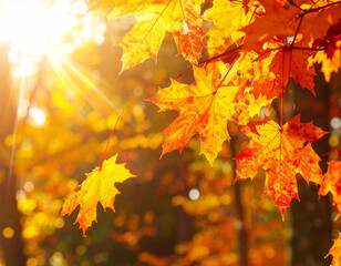 Obraz premium Golden Maple Leaf Autumn Forest Background