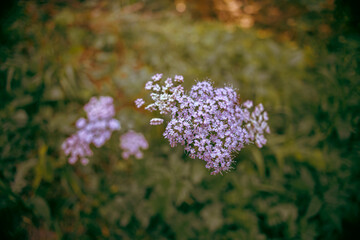 Blue flowers on a blurred.  Ideal picture to be use as a Wallpaper.